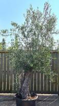 Olea Europaea Olive Bonsai trees, mature trees many years old - UK delivery.