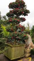 Camellia Sasanqua, winter flowering cloud tree, beautifully trained topiary tree for sale online with UK delivery.