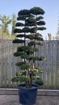 Chamaecyparis Obtusa 3 trunks Cloud Tree