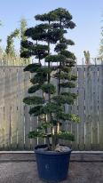 Chamaecyparis Obtusa 3 trunks Cloud Tree