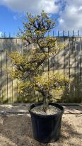 Cornus Officinalis Cloud Tree