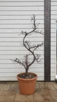 Quince tree shaped as a Cloud Tree, garden bonsai from Cydonia Oblonga Melo Cotogno. A unique tree - you buy the exact tree in this image UK delivery.