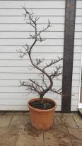 Quince - Cydonia Oblonga, Melo Cotogno variety trained as a garden bonsai Cloud Tree, a unique tree for sale online with UK delivery.