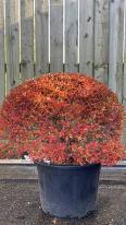 Enkianthus Perulatus