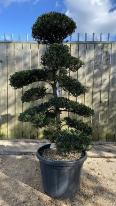 Eurya Emarginata Cloud Tree