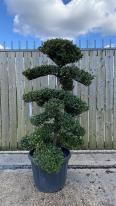 Eurya Emarginata Cloud Tree