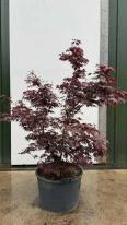 Acer Palmatum atropurpureum Unique Tree For Sale UK