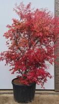 Acer Palmatum Deshojo