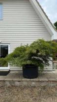 Acer Palmatum dissectum Unique Tree For Sale UK