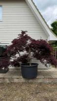 Acer Palmatum Dissectum Garnet Unique Tree For Sale UK