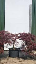 Acer Palmatum Dissectum Inaba Shidare Unique Tree For Sale UK