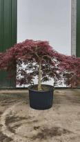 Acer Palmatum Dissectum Inaba Shidare Unique Tree For Sale UK