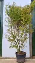 Acer Palmatum Dissectum Seiryu