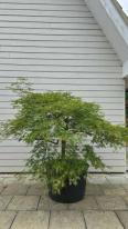 Acer Palmatum Dissectum Viridis Unique Tree For Sale UK