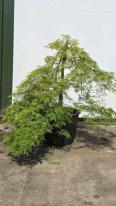 Acer Palmatum Dissectum Viridis Unique Tree For Sale UK