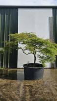 Acer Palmatum Dissectum Viridis Unique Tree For Sale UK