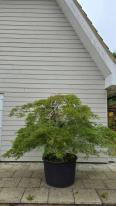 Acer Palmatum Dissectum Viridis Unique Tree For Sale UK