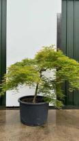 Acer Palmatum Dissectum Viridis Unique Tree For Sale UK