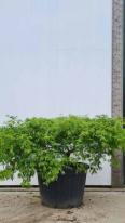 Acer Palmatum Dissectum Viridis Unique Tree For Sale UK