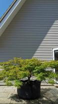 Acer Palmatum Dissectum Viridis