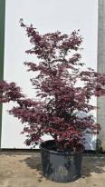 Acer Palmatum Fireglow Unique Tree For Sale UK