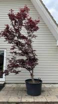 Acer Palmatum Fireglow Unique Tree For Sale UK
