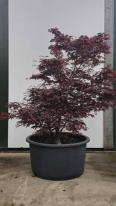 Acer Palmatum Fireglow Unique Tree For Sale UK