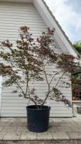 Acer Palmatum Masu Kagami Unique Tree For Sale UK