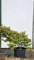Acer Palmatum Taro Yama Unique Tree For Sale UK