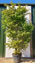 Acer Palmatum Tsuri-nishiki