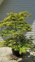 Acer Palmatum Viridis