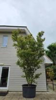 Acer Palmatum Unique Tree For Sale UK