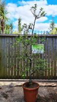 Unique Cloud shaped Apple tree, expertly trained into Niwaki cloud shaped tree, for sale online, UK delivery
