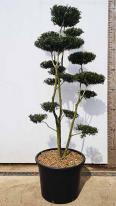 Unique Cloud Tree - Ilex Crenata for sale online UK
