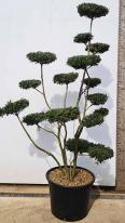 Ilex Crenata cloud trees - unique trained trees for sale UK