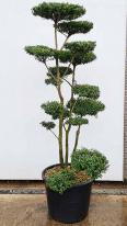Unique Ilex Crenata cloud tree for sale with UK delivery