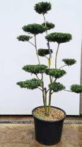 Ilex Crenata, Japanese Holly Cloud Tree, unique tree for sale UK