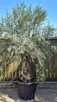 Ancient Olive Trees for sale UK delivery