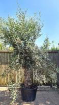 Mature Olive trees for sale online, UK delivery