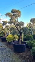 Olea Europaea Pom Pom trained Olive tree - buy UK