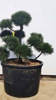 Pinus Mugo Gnom Cloud Tree Bonsai For Sale UK