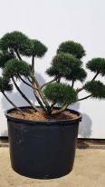 Bonsai Pinus Mugo Gnom - trained as a cloud tree, for sale online with UK delivery.