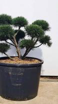 Pinus Mugo Gnom Japanese Style Cloud Tree Bonsai for sale UK