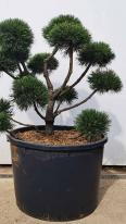 Pinus Mugo Gnom bonsai cloud tree for sale UK