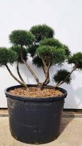Pinus Mugo Gnom cloud tree trained garden bonsai tree. Buy UK