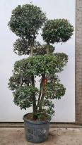 Holly Oak Cloud Tree - Quercus Ilex buy UK