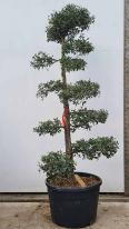 Quercus Suber Cloud Tree - Cork Oak Cloud tree buy UK
