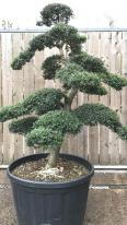 Ilex Crenata Cloud Tree - specimen tree, you buy the tree you see in this image. UK wide delivery.