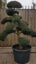 Unique Japanese Holly, Ilex Crenata Cloud Tree, stunning shaped tree, you buy the tree you see in the image, delivery UK.