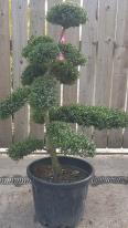 Unique Japanese cloud tree, clipped from Ilex Crenata, you buy the tree you see in this image, delivery throughout UK.